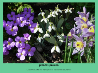 plantes-passion.forumactif.fr website preview